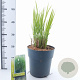 Panicum virgatum 'Northwind' 60-90 cm 6,5L