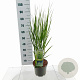 Panicum virgatum 'Northwind' 60-90 cm 6,5L