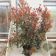 Photinia fraseri Carré Rouge 150-175 cm 20L