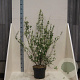 Philadelphus 'Lemoinei' 100-125 cm 10L