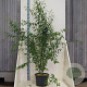 Prunus serrula 125-150 cm 20L meerstammig