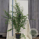 Prunus serrula 175-200 cm 20L meerstammig