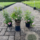 Rosa (P) 'The Fairy' GM 1.5