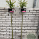 Salix integra 'Hakuro-nishiki' 120 cm stam 5,0L