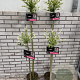 Salix integra 'Hakuro-nishiki' 120 cm stam 5,0L