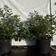 Spiraea betulifolia 'Tor' GM 2,0L
