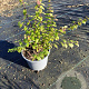 Symphoricarpos ch. 'Hancock' GM 1.5