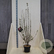 Viburnum bodn. 'Charles Lamont' 125-150 cm 10L