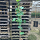 Vitis coignetiae 150-175 cm vierkant rond 5,5L