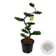 Juniperus pf. 'Pfitzeriana Aurea' 125 cm 45L bonsai