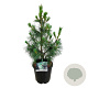 Pinus monticola 'Ammerland' 80-100 cm 15L