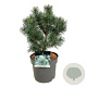 Pinus mugo 'Green Column' 30-40 cm 7,5L