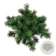 Pinus mugo 'Gnom' 30-40 cm 7,5L