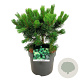 Pinus mugo 'Mumpitz' 30-40 cm 7,5L