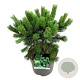 Pinus mugo 'Mumpitz' 30-40 cm 7,5L