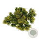 Pinus mugo 'Winter Gold' 40-50 cm 15L