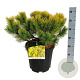 Pinus mugo 'Winter Gold' 40-50 cm 15L