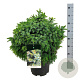 Picea omorika 'Nana' 50-60 cm 15L