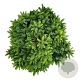 Picea omorika 'Nana' 50-60 cm 15L