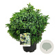 Picea omorika 'Nana' 50-60 cm 15L