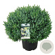 Picea omorika 'Nana' 60-80 cm 30L extra