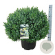 Picea omorika 'Nana' 60-80 cm 30L extra