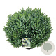 Picea omorika 'Nana' 60-80 cm 30L extra