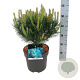 Pinus sylv. 'Watereri' 30-40 cm 7,5L