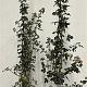 Acer campestre 150-175 cm 7,5L Gestokt