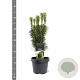 Cephalotaxus h. 'Fastigiata' 30-40 cm 3,0L