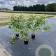 Cornus alba 'Sibirica' 100-125 cm 7,5L