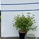 Cornus sang. 'Midwinter Fire' 60-80 cm 7,5L