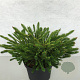 Cryptomeria ' 'Dinger' 30-40 cm 10L