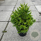 Cryptomeria japionica 'Dragon Warrior' 50-60 cm 10L