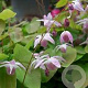 Epimedium y. 'Roseum' GM P9 BIO