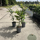Fagus sylvatica 60-80 cm 3,5L