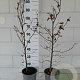 Fagus sylvatica 80-100 cm 3,5L