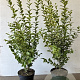 Ligustrum oval. 'Aureum' 100-125 cm 7,5L