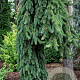 Picea abies 'Cobra' 70-80 cm 10L