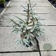 Picea engelmannii 'Blue Magoo' 60-70 cm 10L