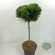 Pinus heldreichii 'Smidtii' 50 cm stam 7,5L