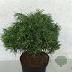 Pinus strobus 'Tiny Kurls' 40-50 cm 10L