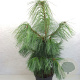 Pinus schwerinii 'Wiethorst' 40-50 cm 10L