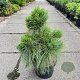 Pinus schwerinii 'Wiethorst' 50-60 cm 10L