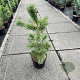 Pinus strobiformis 'White Winter' 70-80 cm 10L