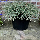 Thuja occidentalis 'Going Down' 40-50 cm 10L