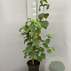 Viburnum lantana 60-80 cm 7,5L