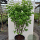 Acer griseum 150-175 cm cont. 70L meerstammig