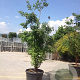 Acer griseum 200-250 cm cont. 70L meerstammig