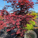 Acer palmatum 'Atropurpureum Novum' 200-250 cm cont. 70L meerstammig